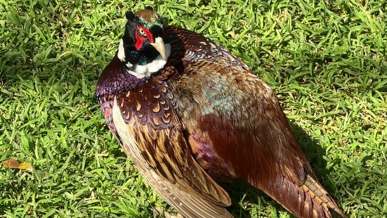 Bird's Paradise - Ramoji Film City #ramojifilmcity #hyderabad #zoo 