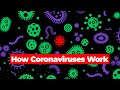 How Coronaviruses Work