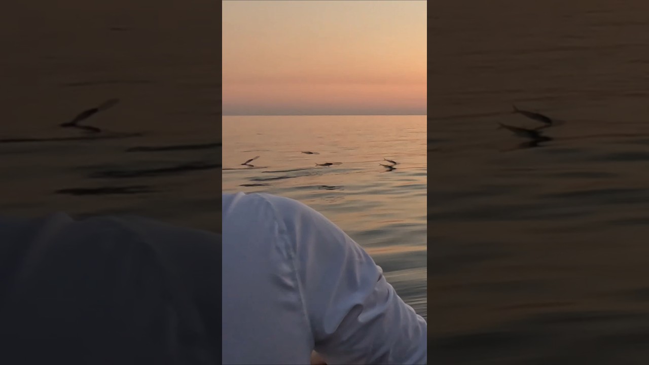 New video!! 2 μερες πανω στο σκάφος!🎣😎 #fishing #ψάρεμα #fish
