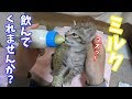 【子猫の成長記録】ミルクを飲ませてみました(生後29日目)