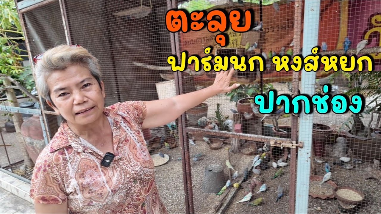 ตะลุย ฟาร์มนกหงส์หยก ปากช่อง