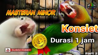 Masteran lovebird betina konslet minor,1 jam full speed pelan