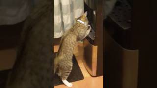 KITTEN using her paw as a spoon to drink water from cooler drip tray