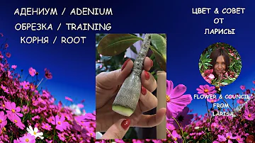 АДЕНИУМ ОБРЕЗКА КОРНЯ И СТВОЛА /  ADENIUM ROOT PRUNING