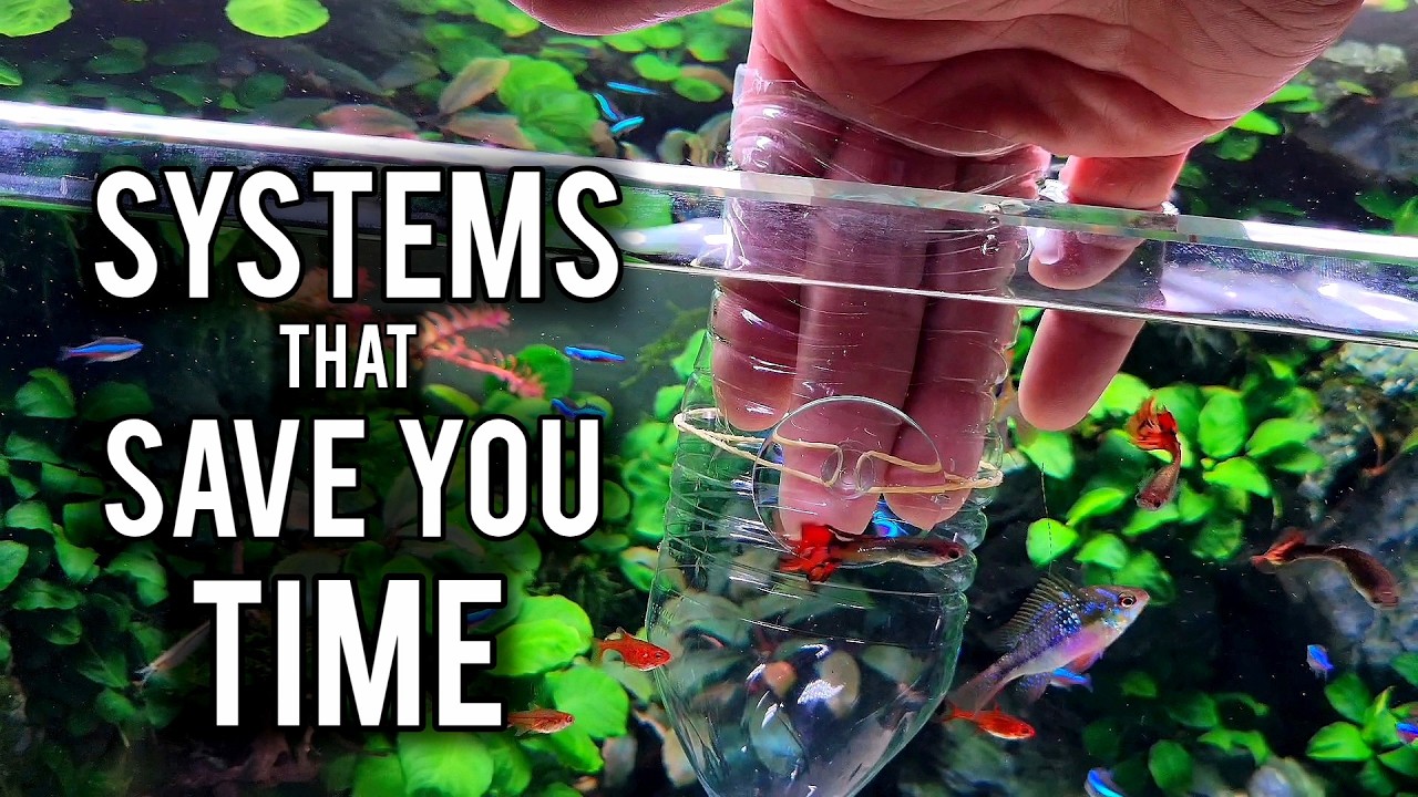 Lazy Aquarium Systems That Do the Work for You
