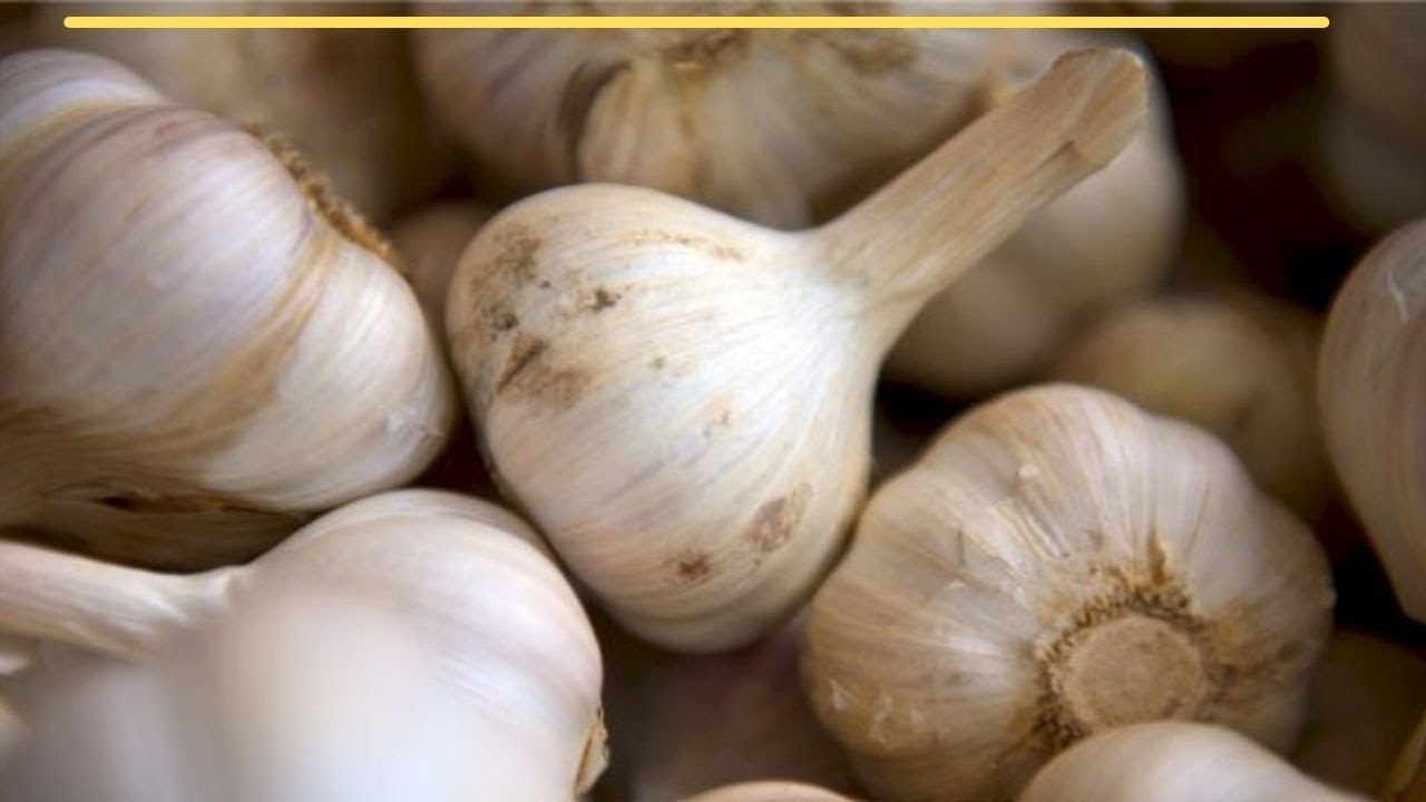 Curing and Storing Garlic for Maximum Shelf Life