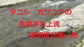 蛍の生息する川の上流　タニシ　カワニナがたくさんいます　透明な水の音に癒されます