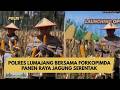 POLRES LUMAJANG BERSAMA FORKOPIMDA PANEN RAYA JAGUNG SERENTAK