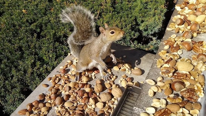 These 6 Baby Squirrels Accidentally Got Into a 'Rat King' Situation :  ScienceAlert