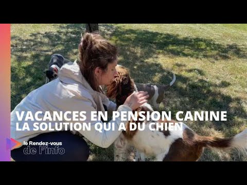 Vidéo: Pensionnats pour chiens
