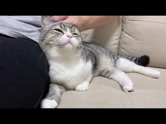過去最高に甘えんぼが爆発しちゃった猫がこちらです… - YouTube