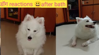 #shorts/डॉग reactions after bath, स्नान के बाद dog reactions #shorts#youtubeshorts