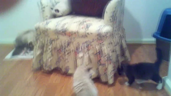 Watch the video about BunBun's Ragdoll Kittens at 7 weeks