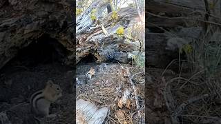 Chipmunk vs Rat #nature #standoff