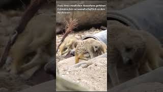 Erdmännchen Im Zoologischen Stadtgarten Karlsruhe