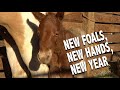 Low Country Cowboys - New Foals, New Hands, New Year