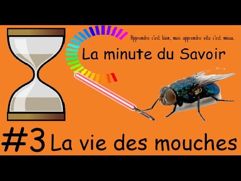 Vidéo: Quelle est la différence entre une mouche à viande et une mouche domestique ?