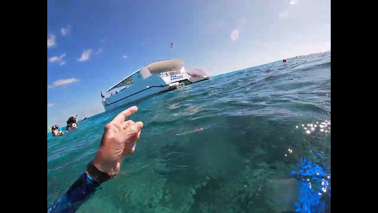 alligator reef shark 6