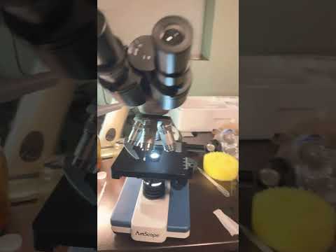 New microscope 🔬-