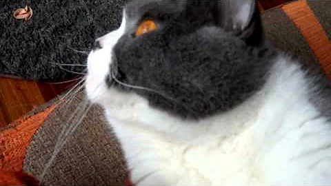 Video 4206221: british shorthair bicolor, gato british shorthair