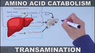 Amino Acid Catabolism