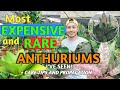 DIFFERENT VARIETIES OF RARE AND HYBRID ANTHURIUMS +CARE TIPS AND PROPAGATION