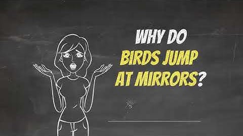 Why Do Birds Jump at Mirrors?