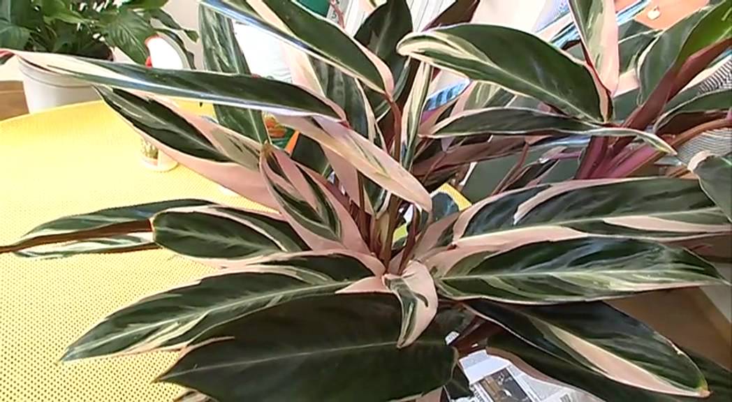 Cifo ascolta le tue piante la calathea youtube Calathea foglie secche