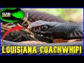 Louisiana&#39;s WILDEST Snakes! - FEISTY Eastern Coachwhip, and Rare Wilderness Reptiles!