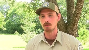Arborist explains when to remove tree after being struck by lightning