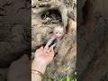 The monkey, trapped in the tree trunk, cried for help, and its mother came to its rescue.