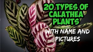 Watch Calathea Pictures video