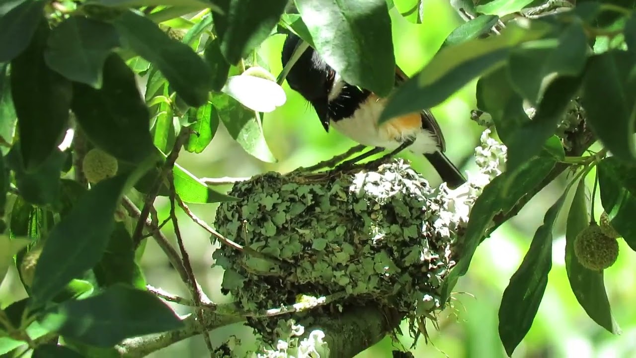 Cape Batis male feeding its chicks on the Klaasenbosch Trail, Cape Town