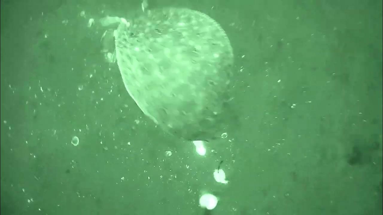 fishing the axel carlson reef for summer flounder/fluke YouTube