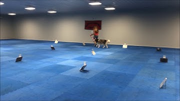 AKC RNV5:  Rally Novice Virtual.