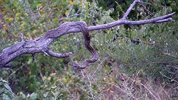 Southern African Python Grabs A Bird