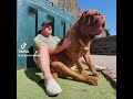 Dogue De Bordeaux Puppy V Adult тЩеЁЯТк Dogue De Bordeaux Puppy V Adult тЩеЁЯТк