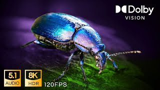 Living Color 8K 120FPS HDR Dolby Vision