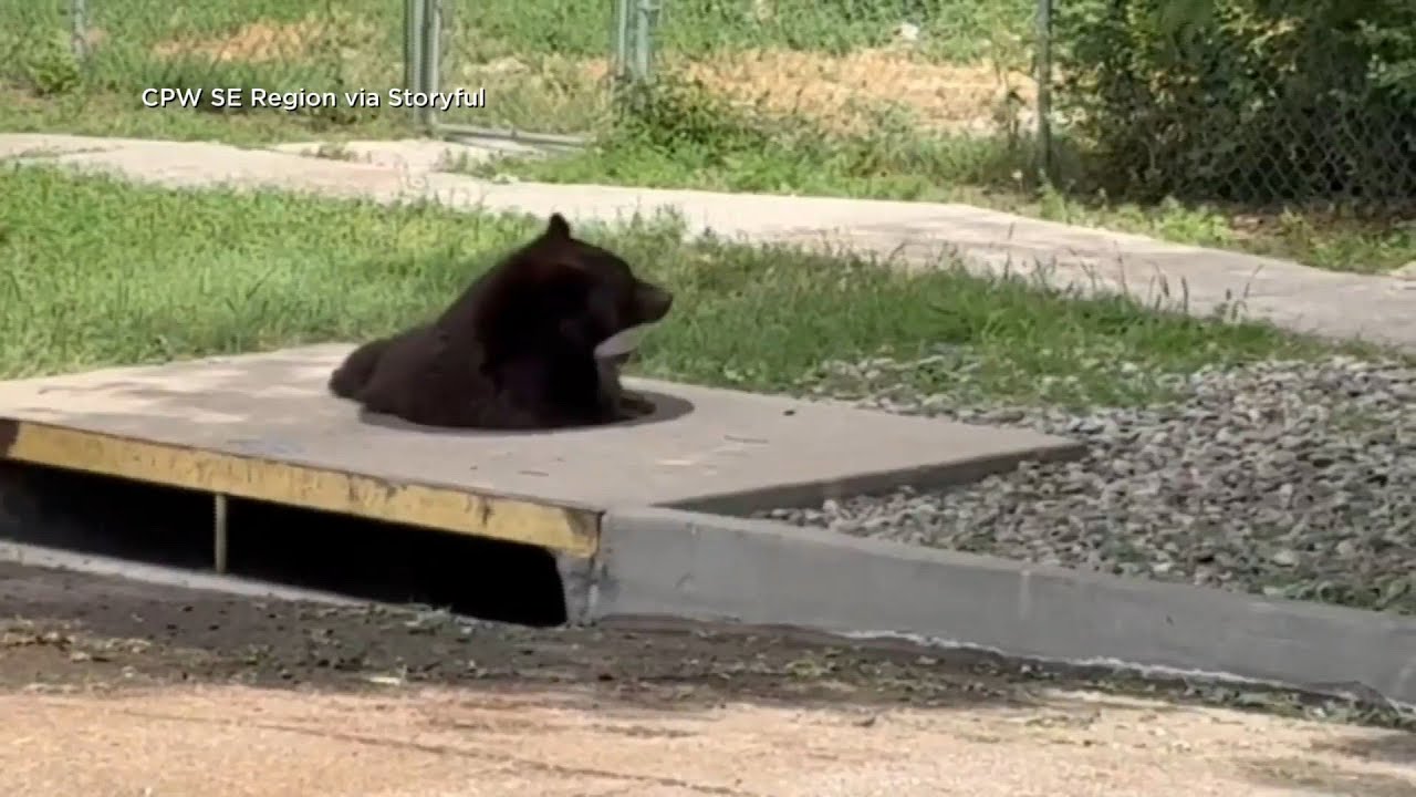 Black bear in Colorado rescued from storm drain - YouTube