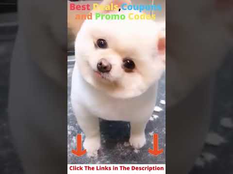 Super Funny Dogs Shorts #17 #Shorts Funny Dogs