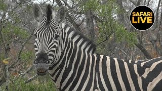 safariLIVE - Sunrise Safari - June 9, 2019