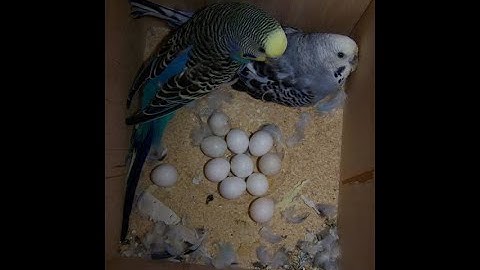 The Smallest Parrot you have ever seen - Tiny egg rescue