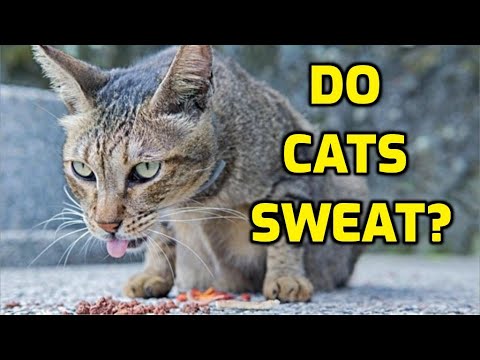 Video: How A Cat Reacts To Changing Weather