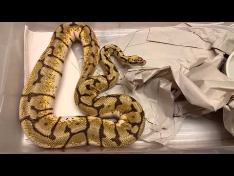 Bumblebee Ovulation!