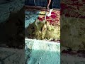 Scraping Every Layer to Perfection