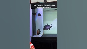 MMA : Nemesis Black Piranha Vs Less Weight Red Belly Piranha #piranhafish #monsterfish #piranhas