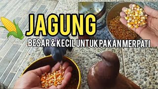 Download lagu besar kecil jagung apa sih pengaruhnya buat pakan merpati ❓❓❓