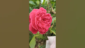 Beautiful Roses Flowers 