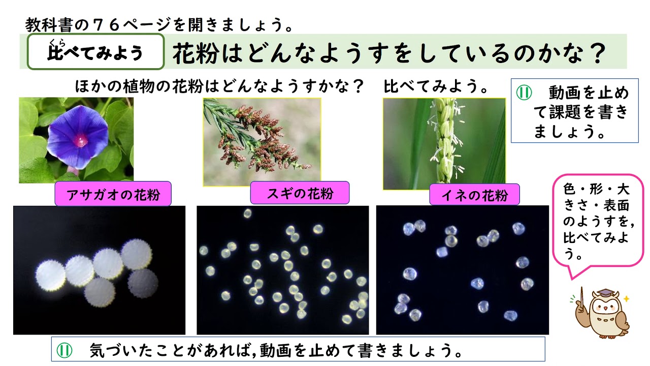 小5理科 大日本図書 植物の実や種子のでき方 Youtube