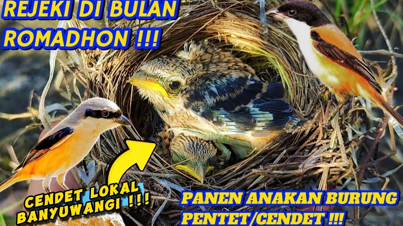 Panen Anakan Burung Cendet/Pentet || Mencari Sarang Burung || Poin Banyak Sarang 😋